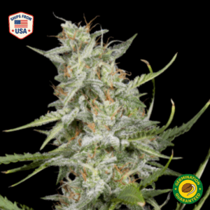 Mandarin Cookies Feminized Seeds