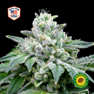 Mazar Feminized Seeds