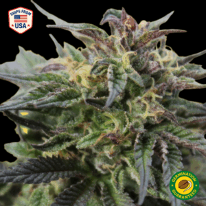 Mimosa EVO Feminized Seeds