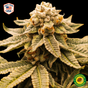 Moby Dick Feminized Seeds