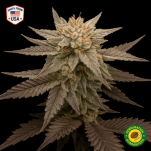 Monster Cookies Feminized Seeds