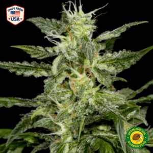 Neville's Haze Feminized Seeds