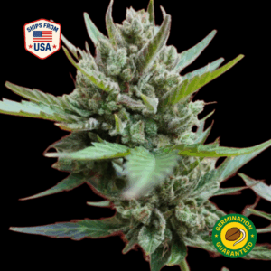 OG Kush Feminized Seeds