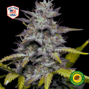 Pineapple Express Feminized Seeds