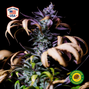 Pink Rozay Feminized Seeds