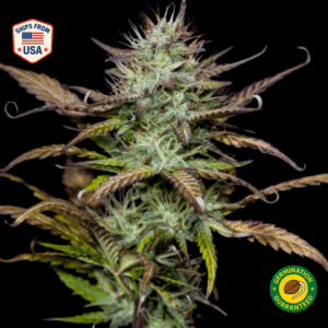 Pink Runtz Feminized Seeds