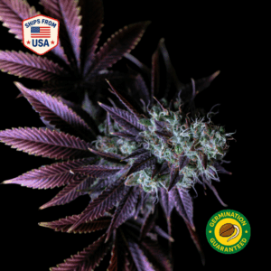 Pinkman Goo Feminized Seeds