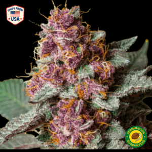Platinum Cookies Feminized Seeds