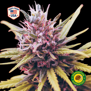 Purple Haze Feminized Seeds