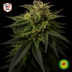 Romulan Feminized Seeds