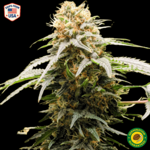 Sherbet Feminized Seeds