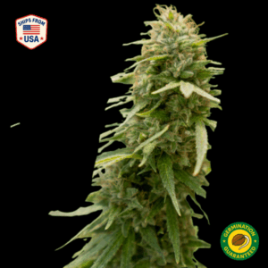 Silver Haze Feminized Seeds