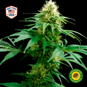 Skunk #1 Feminized Seeds