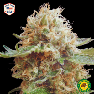 Skywalker Kush x Triangle Kush Feminized Seeds