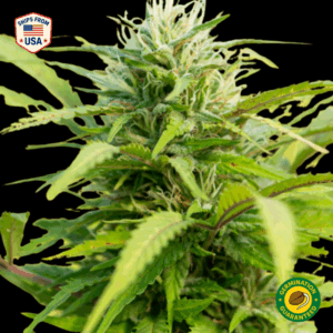 Sour Banana Sherbet Feminized Seeds