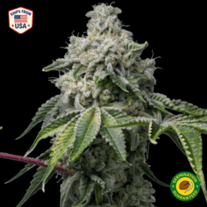 Tahoe OG Kush Feminized Seeds
