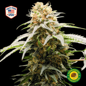 Tangie Feminized Seeds