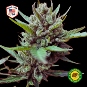 Tropicana Cookies Feminized Seeds