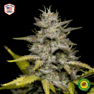 Zombie D.F. Feminized Seeds