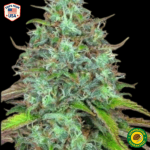 Cinderella 99 Feminized Seeds