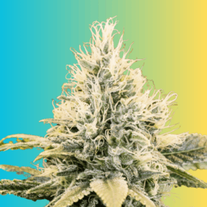 Auto Agent Orange Autoflowering Seeds