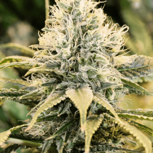 Auto Amnesia Kush Autoflowering Seeds