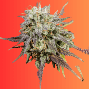 Auto Candy Cane Autoflowering Seeds