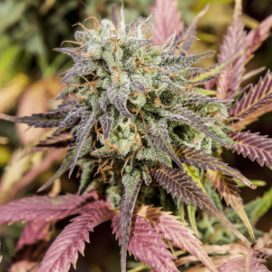Auto Candy Cane Autoflowering Seeds