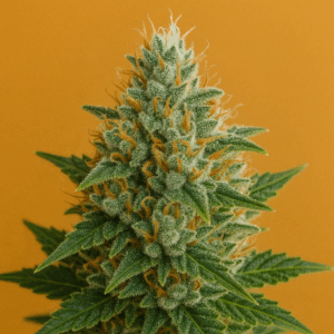 Auto Cheesecake Autoflowering Seeds
