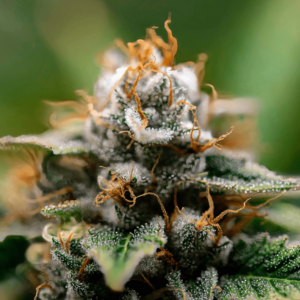 Auto Cheesecake Autoflowering Seeds