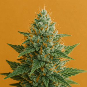 Auto Agent Orange Autoflowering Seeds