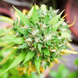 Auto Agent Orange Autoflowering Seeds