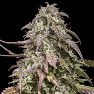Auto Apple Jack Autoflowering Seeds