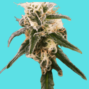 Auto Critical Kush Autoflowering Seeds