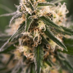 Auto Critical Kush Autoflowering Seeds