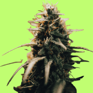 Auto Dark Star Autoflowering Seeds