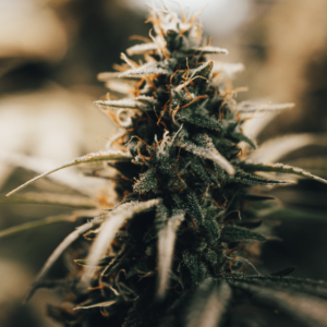 Auto Dark Star Autoflowering Seeds