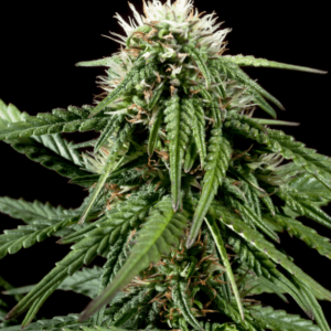 Auto French Cookies Autoflowering Seeds