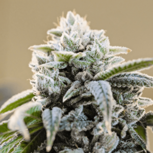 Auto Great White Autoflowering Seeds