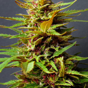 Auto HeadBand Autoflowering Seeds