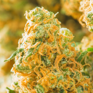 Auto Lemon Zkittlez Autoflowering Seeds