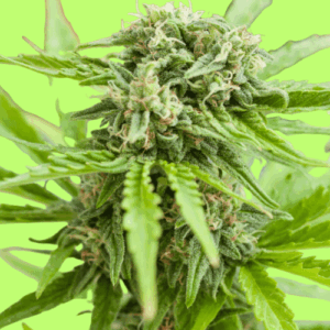 Auto Sweet Tooth Autoflowering Seeds