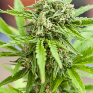 Auto Sweet Tooth Autoflowering Seeds