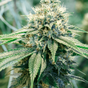 Mango Lime Reserve Regular Seeds
