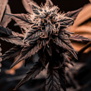 Sweet Tooth Regular Seeds