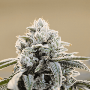 XXXCheese Regular Seeds