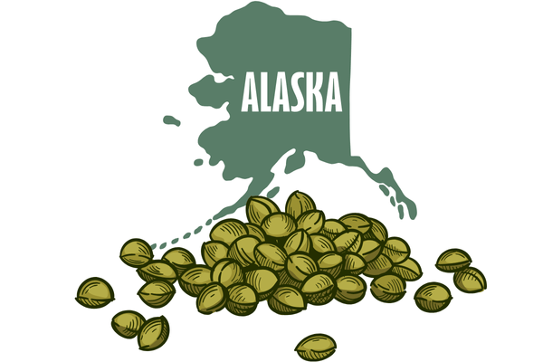 Map of Alaska with marijuana seeds overlay, representing marijuana seeds in Alaska