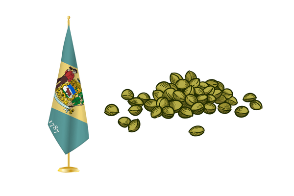 Buy marijuana seeds in Delaware for legal home cultivation of cannabis with high-quality genetics.