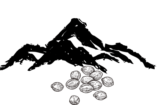 Buying marijuana seeds in Colorado for legal home cultivation and access to premium cannabis genetics.