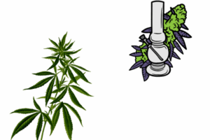 Growing Marijuana Seeds In Delaware